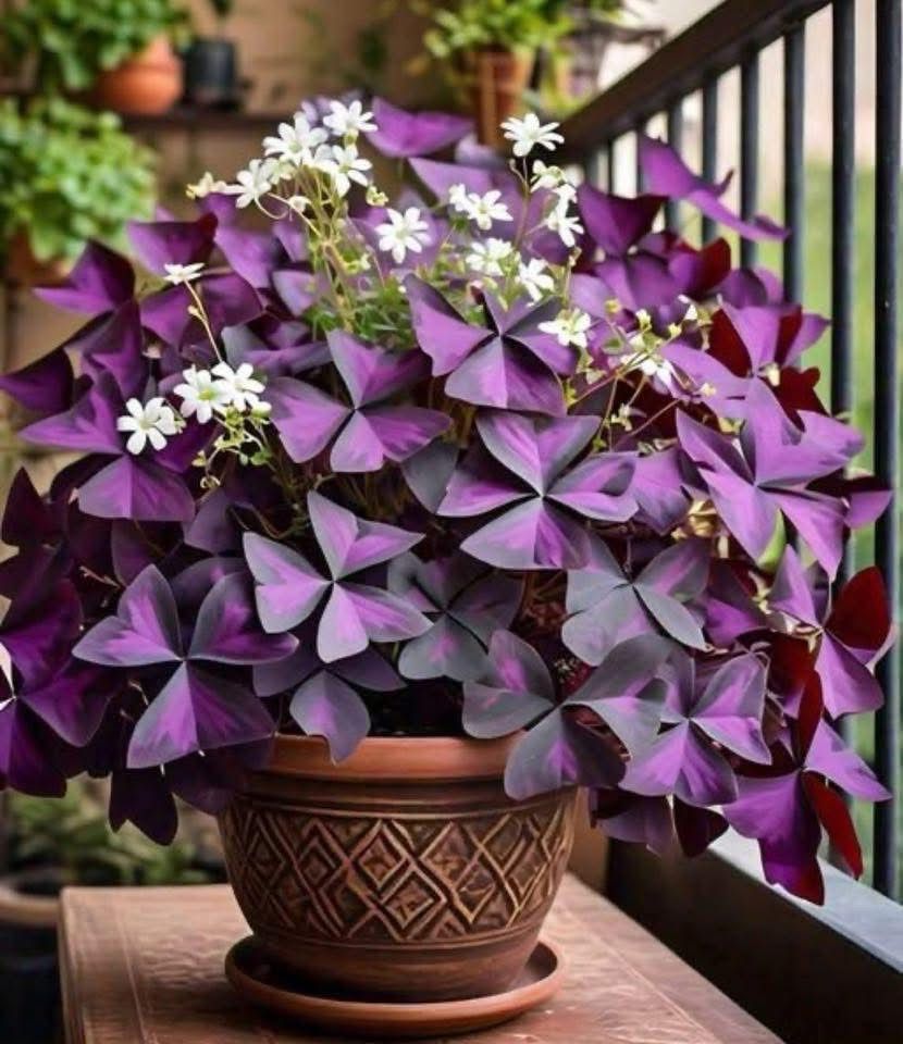 Oxalis Purple Shamrock