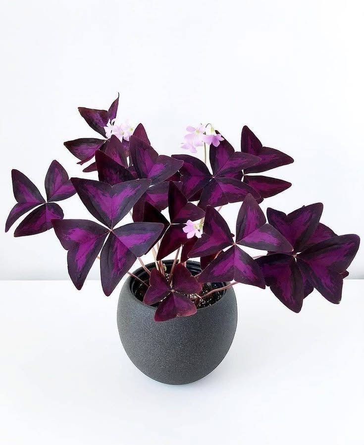 Oxalis Purple Shamrock - Image 2