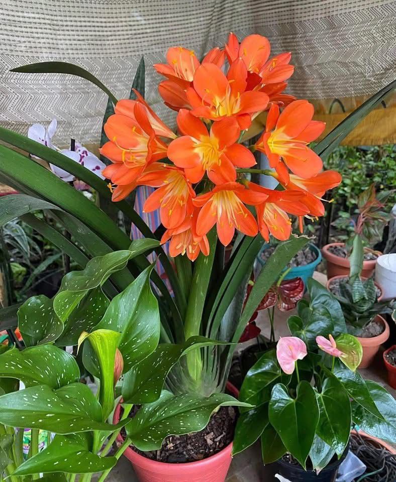 Clivia Orange - Image 4