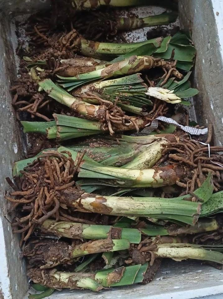 Clivia Orange - Image 3