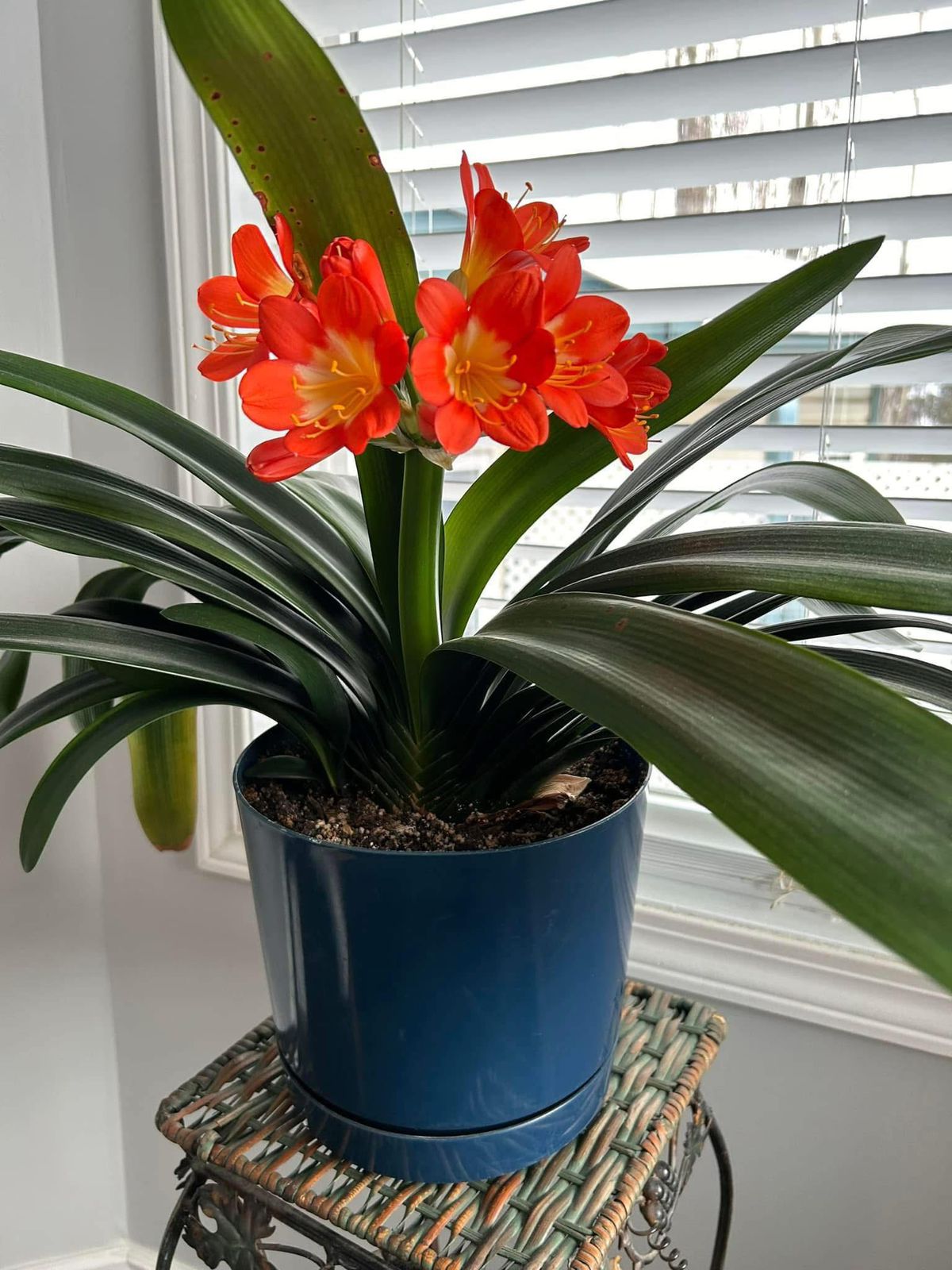 Clivia Orange - Image 2