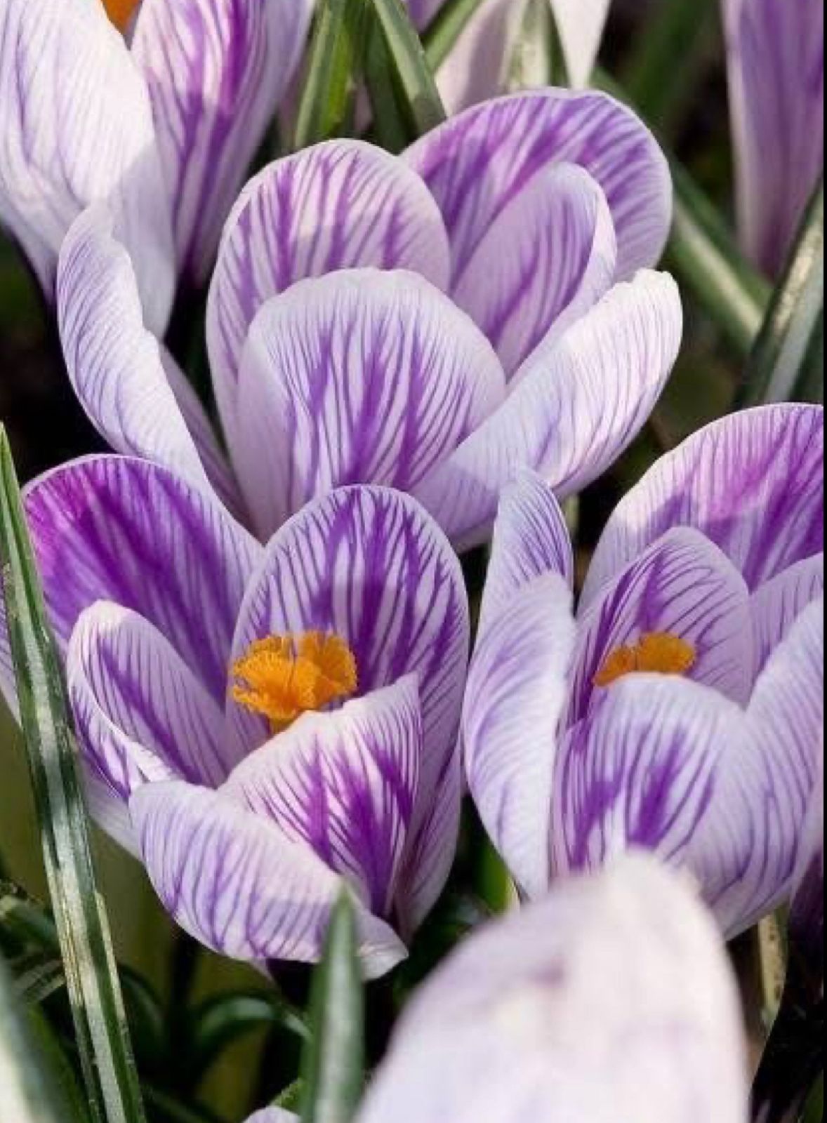 Crocus Bulbs - Image 2