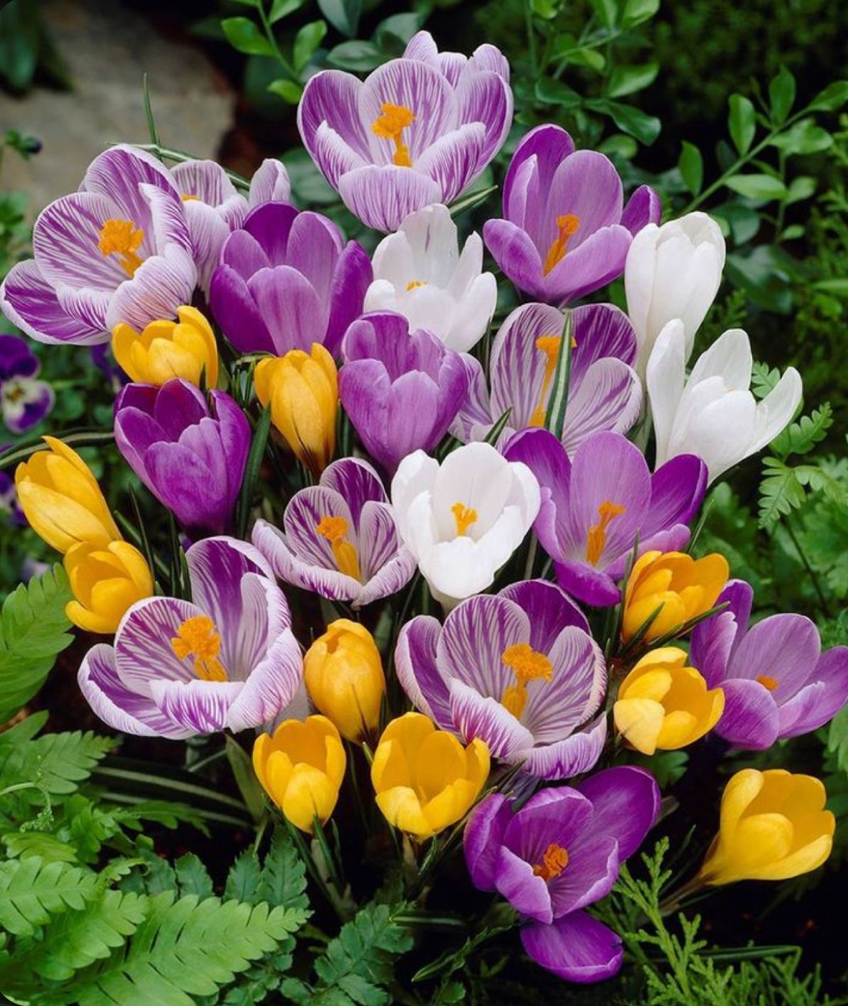 Crocus Bulbs
