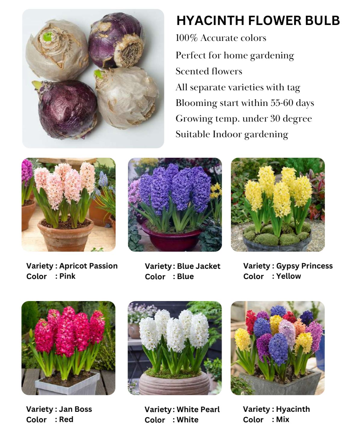 Hyacinth Bulbs - Image 5