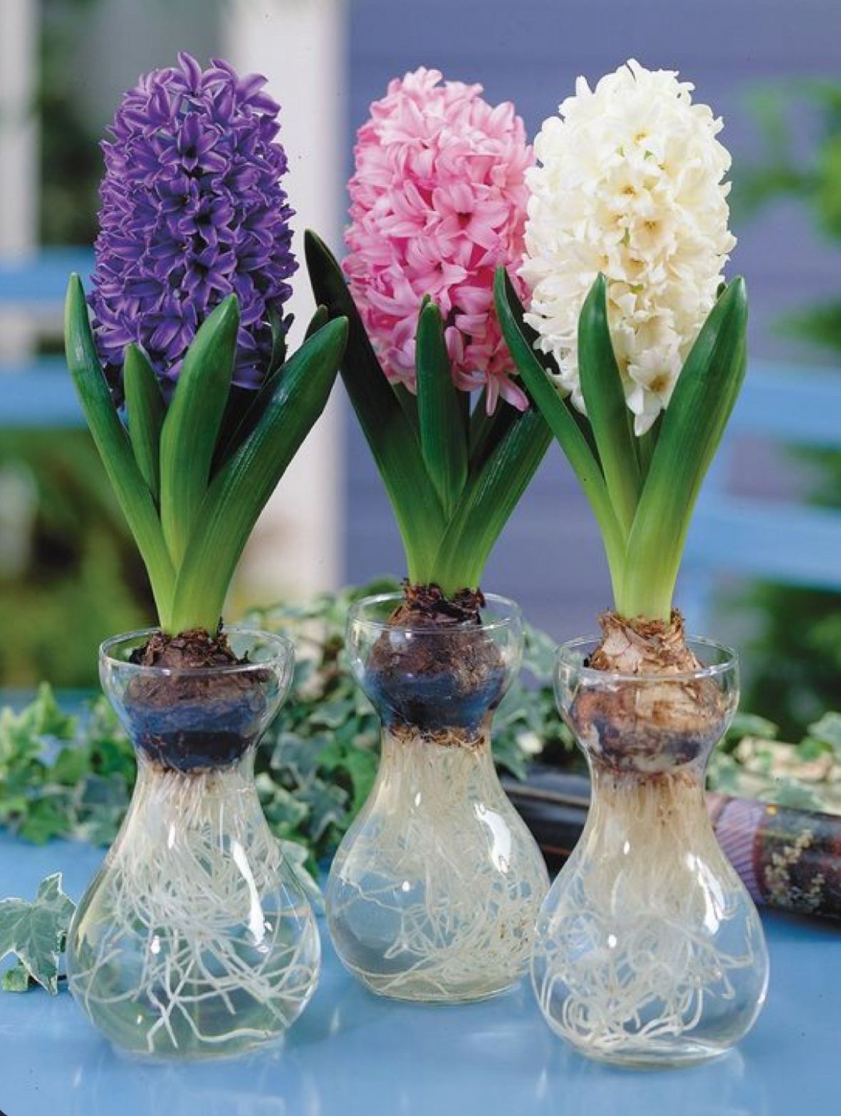 Hyacinth Bulbs