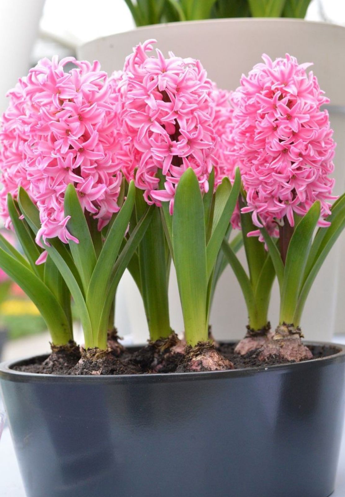 Hyacinth Bulbs - Image 4