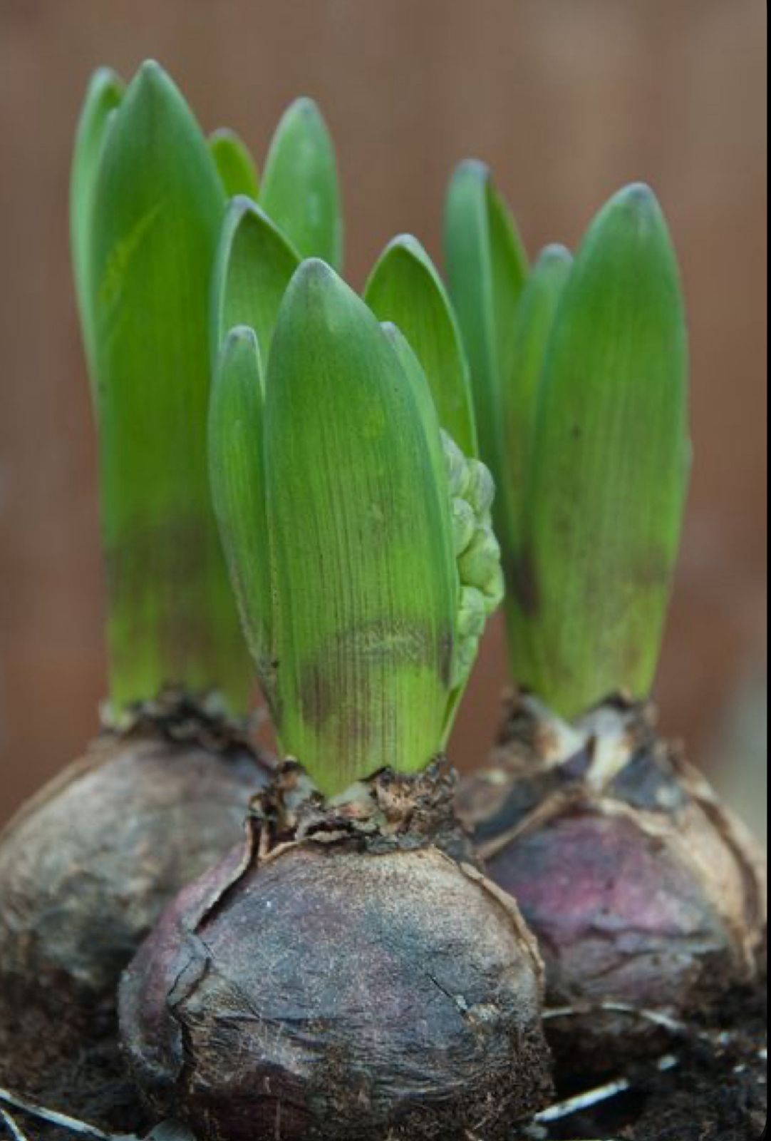 Hyacinth Bulbs - Image 2