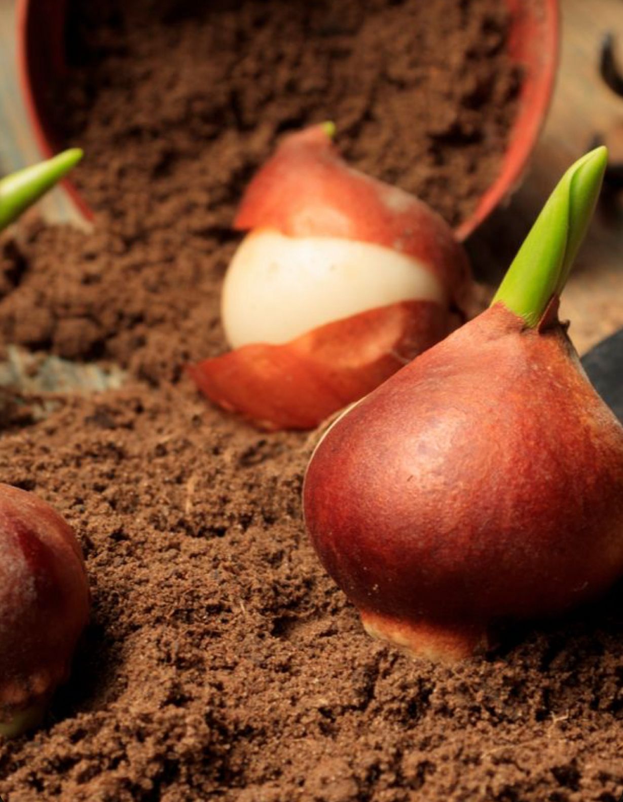 Tulip Bulbs - Image 4