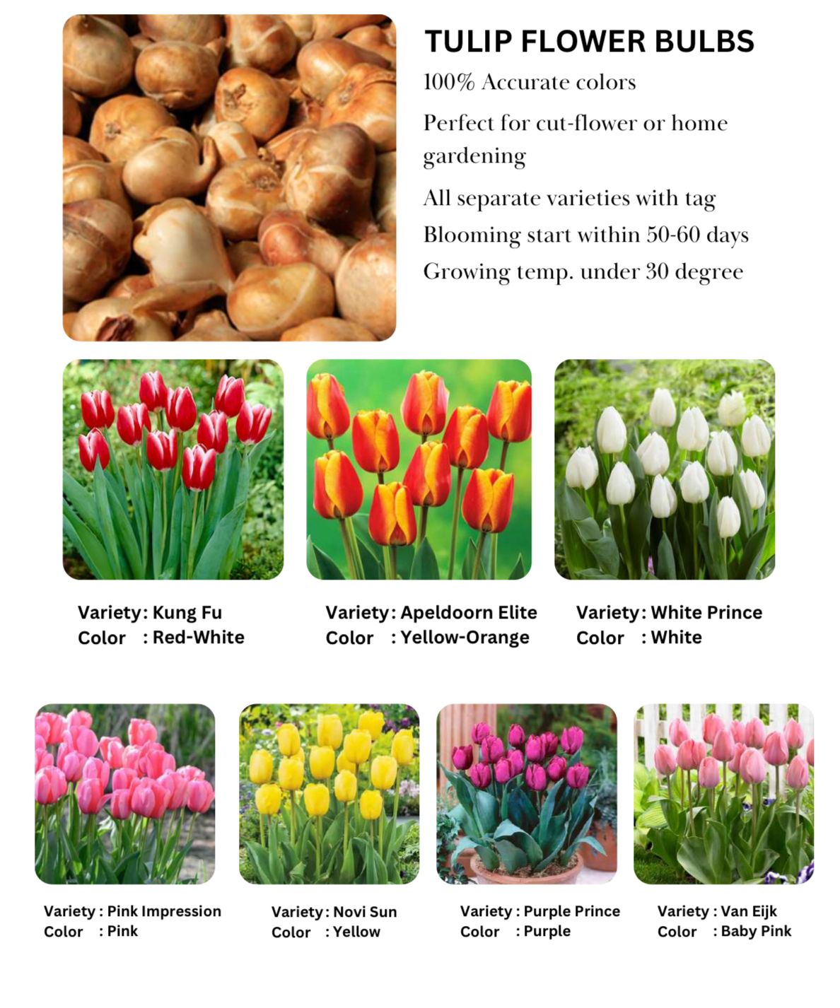 Tulip Bulbs - Image 2