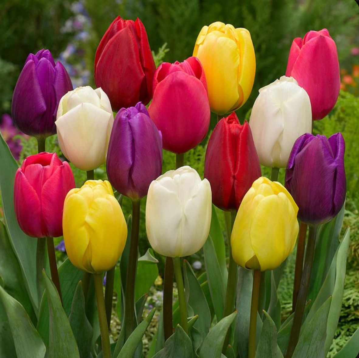 Tulip Bulbs - Image 3