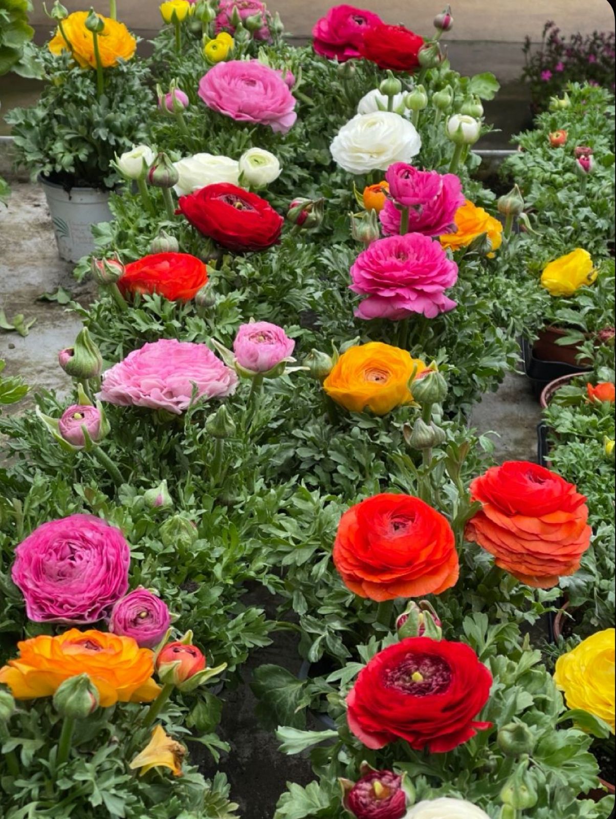 Ranunculus Corms - Image 3