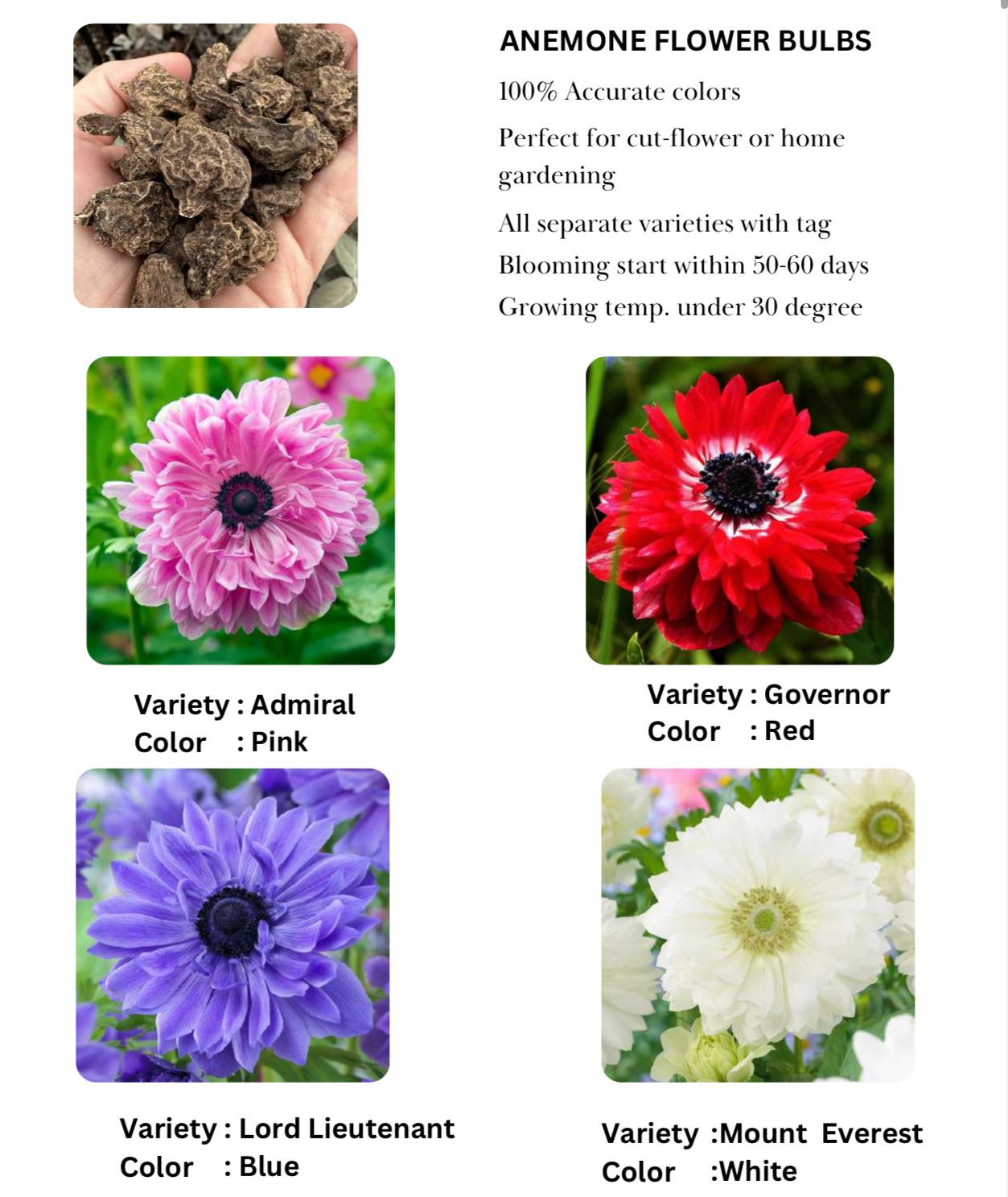 Anemone peony bulbs - Image 2