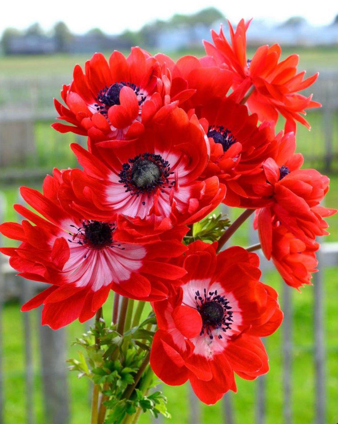 Anemone peony bulbs - Image 3