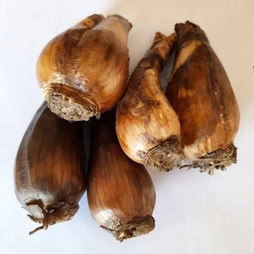 Nargis Bulbs - Image 3