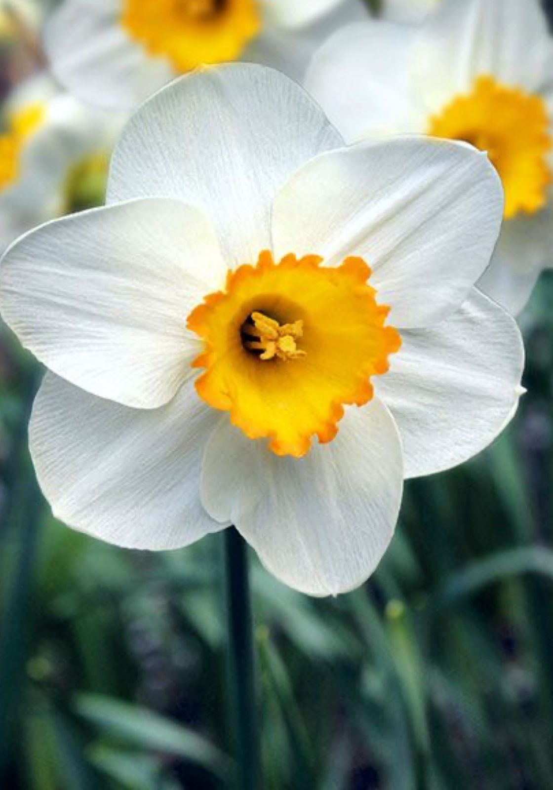 Nargis Bulbs - Image 2