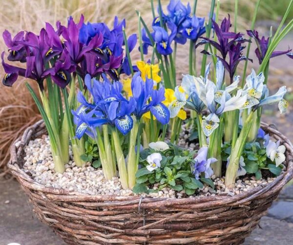 Previous Product Image