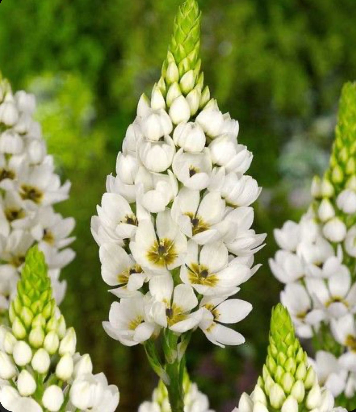 Chinchirinchi Bulbs - Image 3