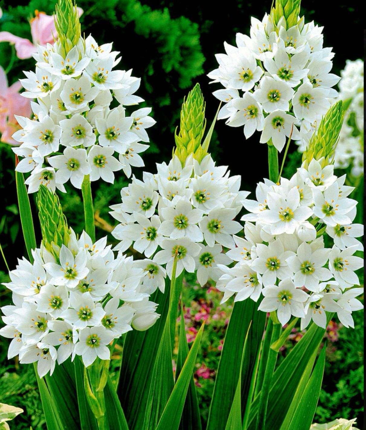 Chinchirinchi Bulbs - Image 2