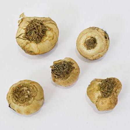 Chinchirinchi Bulbs - Image 4