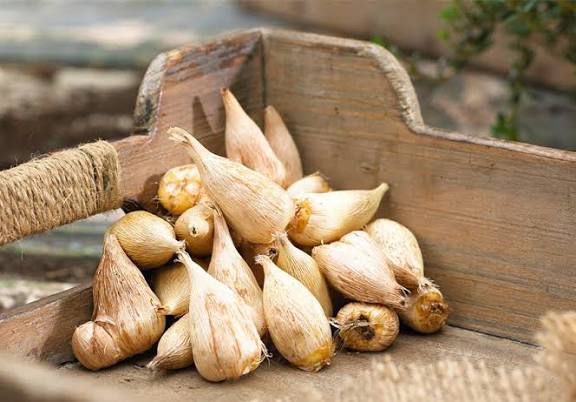 Fressia Bulbs - Image 3