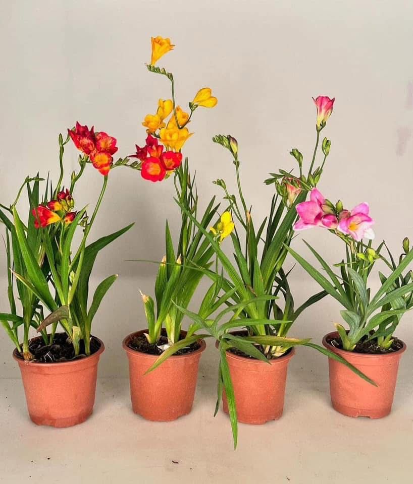 Fressia Bulbs - Image 2