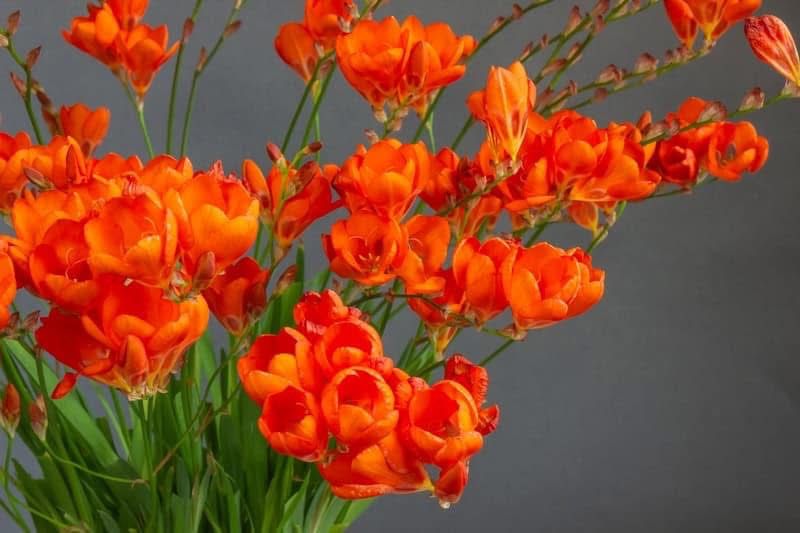 Tritonia Bulbs - Image 3