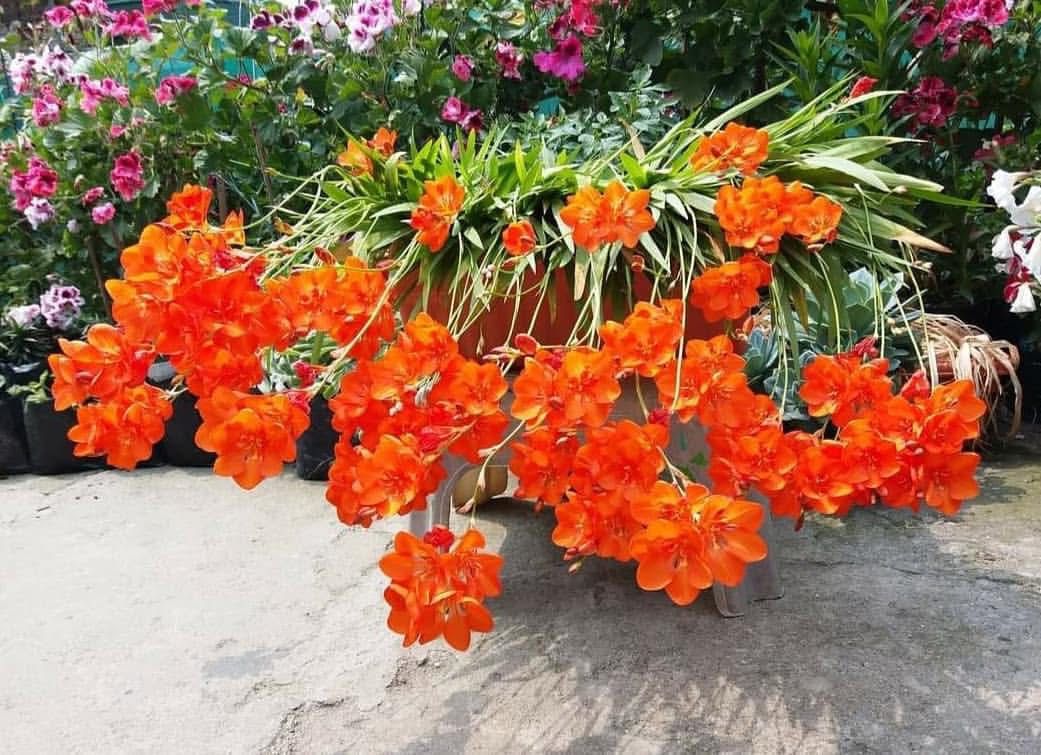 Tritonia Bulbs - Image 4