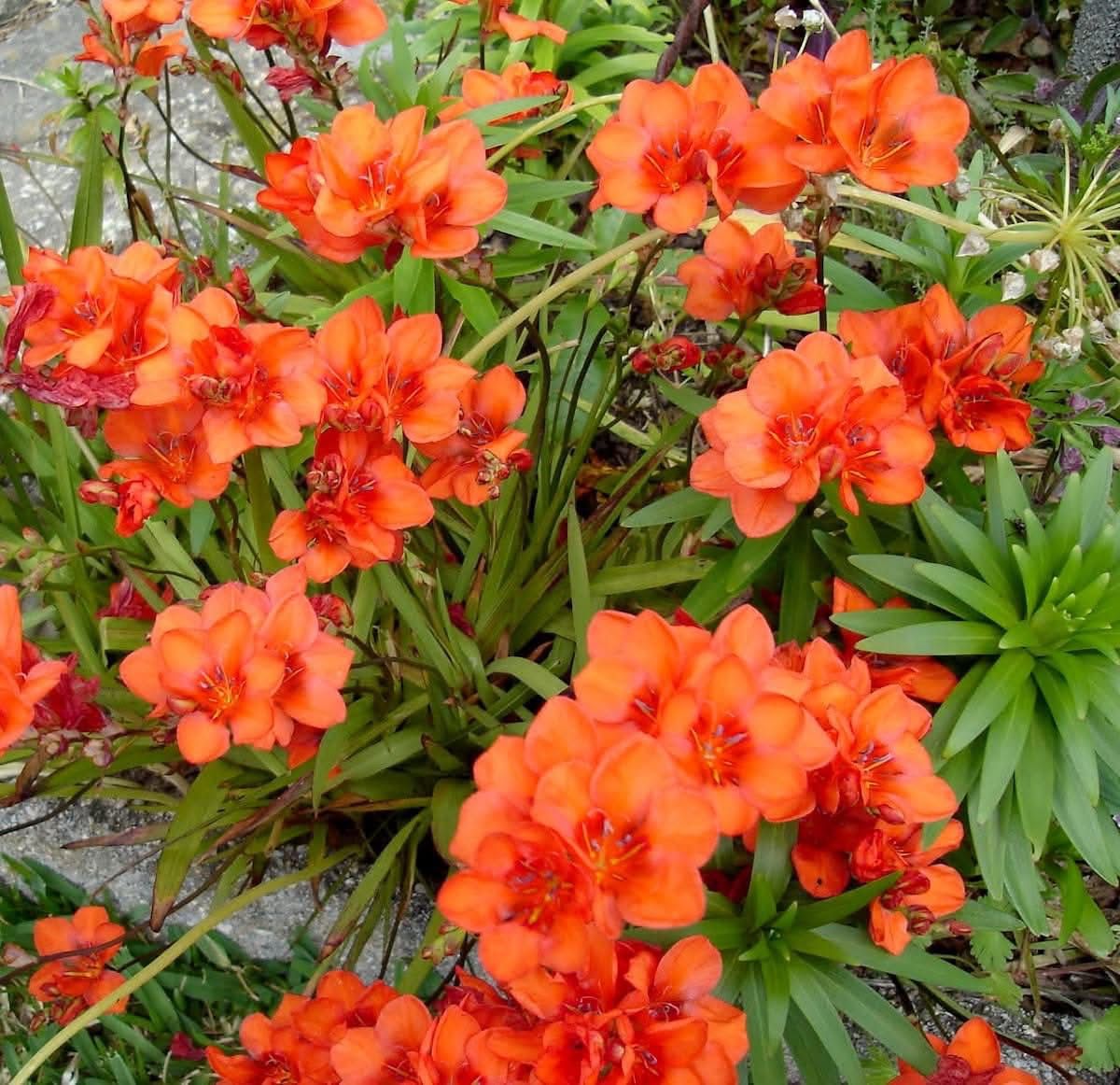 Tritonia Bulbs - Image 2