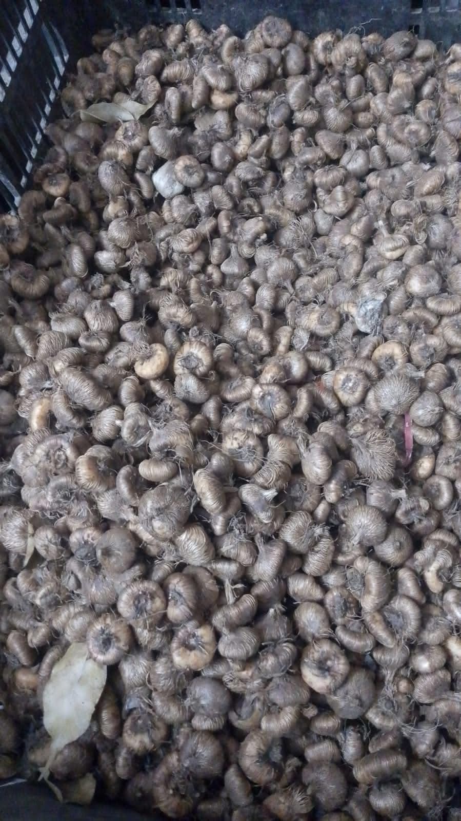 Tritonia Bulbs - Image 6