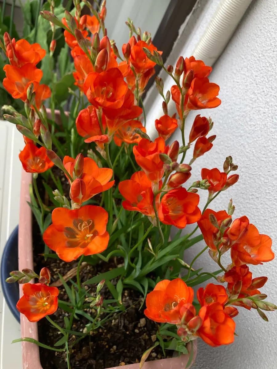 Tritonia Bulbs - Image 5