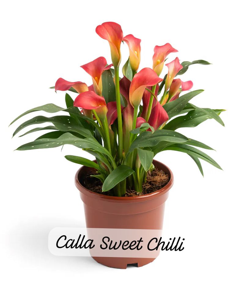 Calla Lily ‘Sweet Chilli’