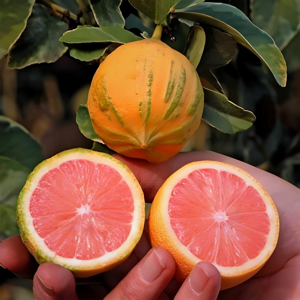 Eureka variegated lemon