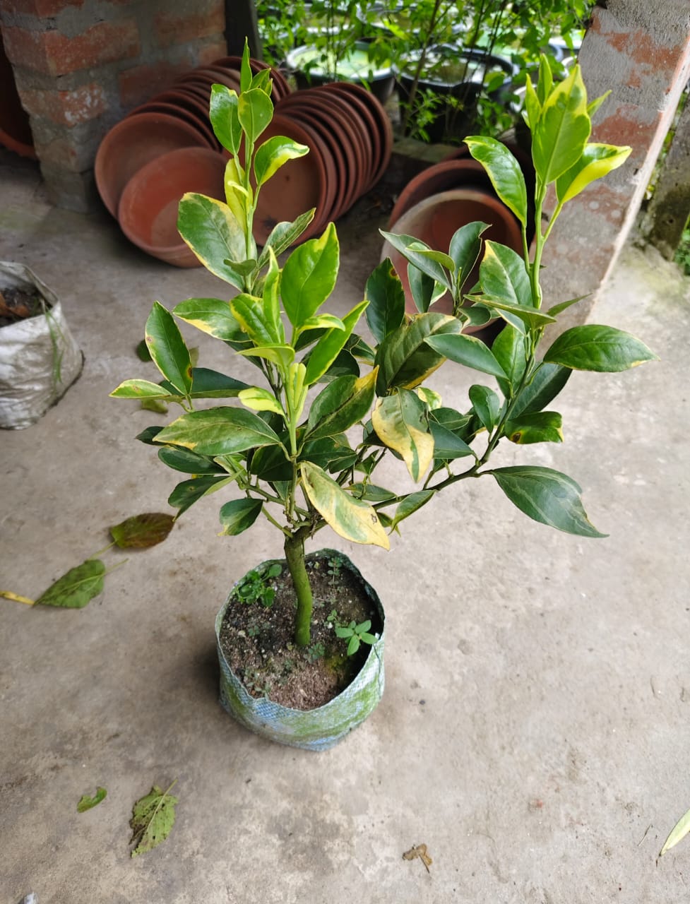 Eureka variegated lemon - Image 3