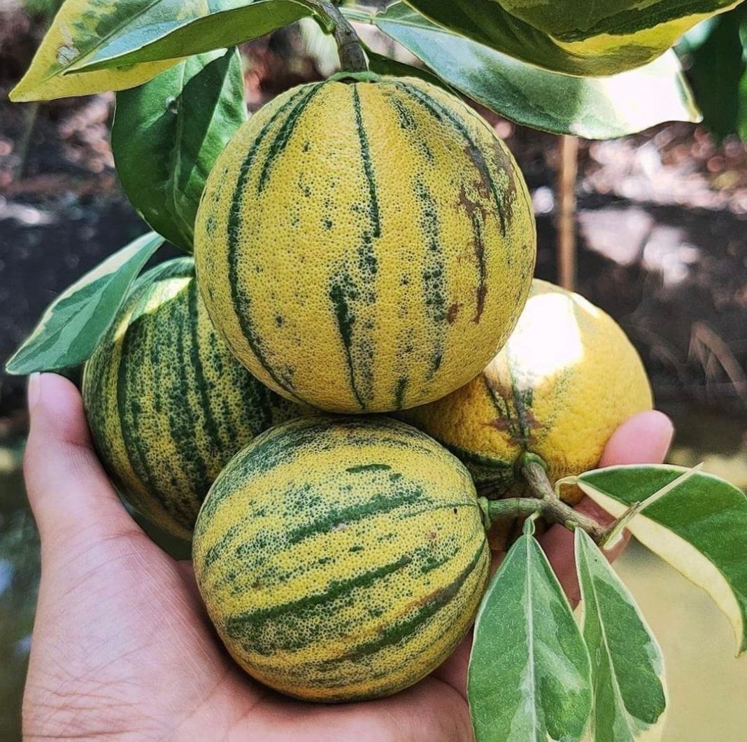 Eureka variegated lemon - Image 2