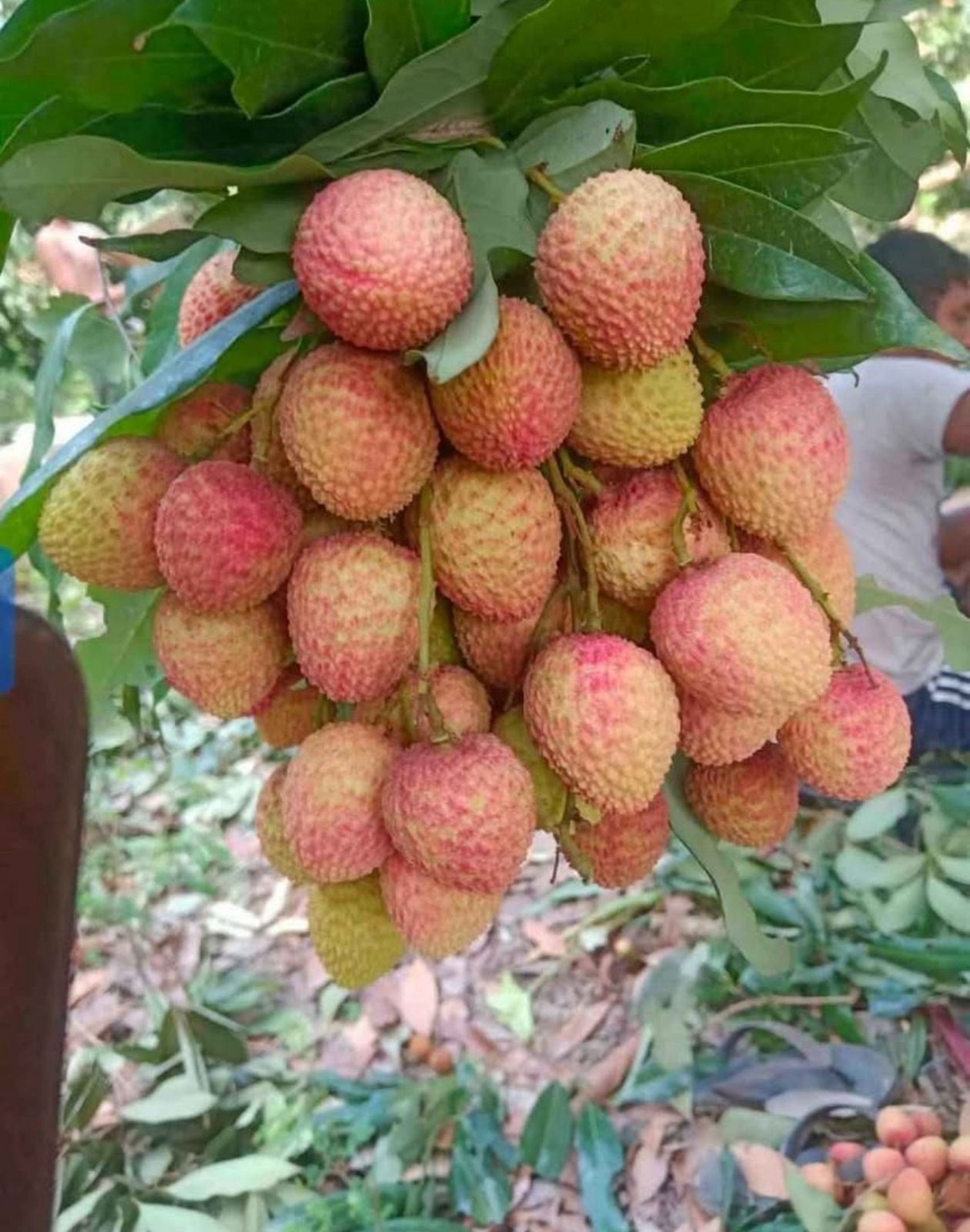 Litchi (Grafted