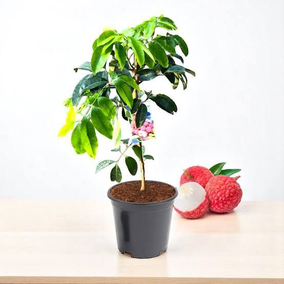 Litchi (Grafted - Image 3