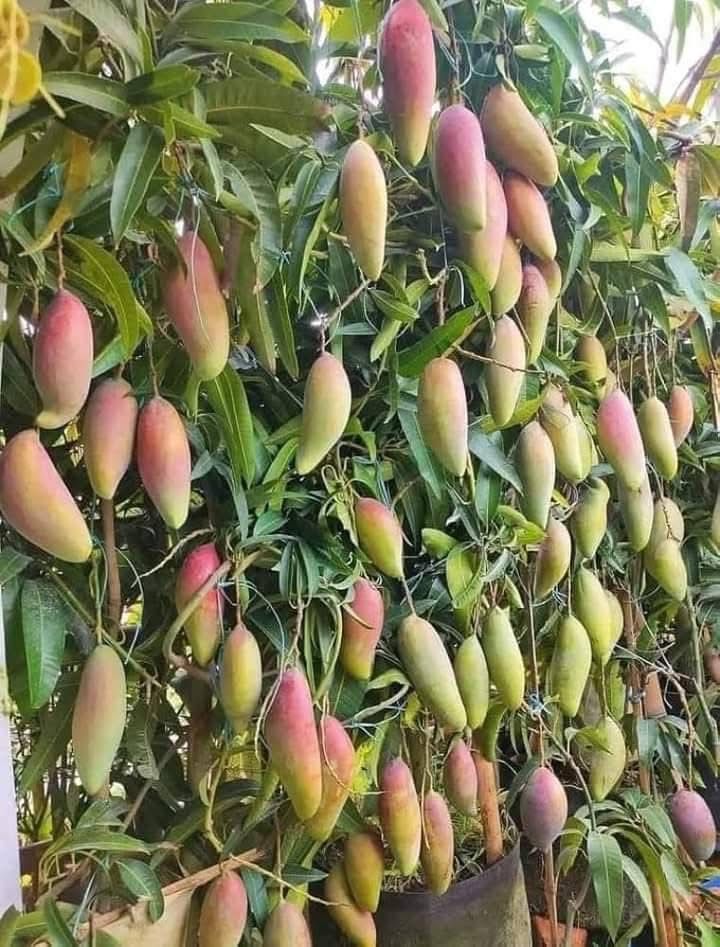 Chinese Chilli Mango (Grafted)
