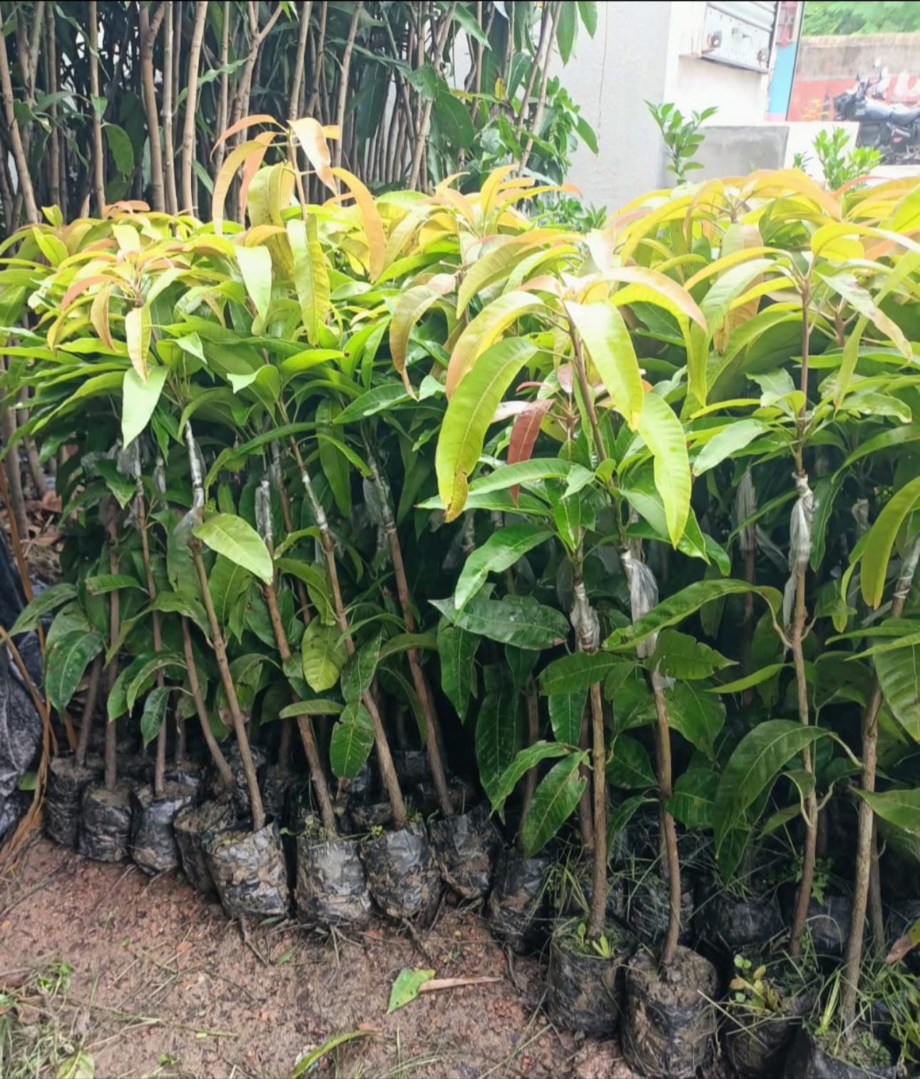 Chinese Chilli Mango (Grafted) - Image 4