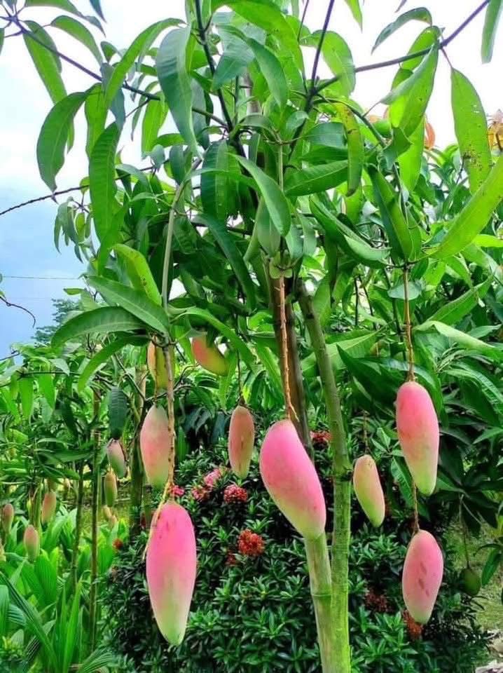 Chinese Chilli Mango (Grafted) - Image 3