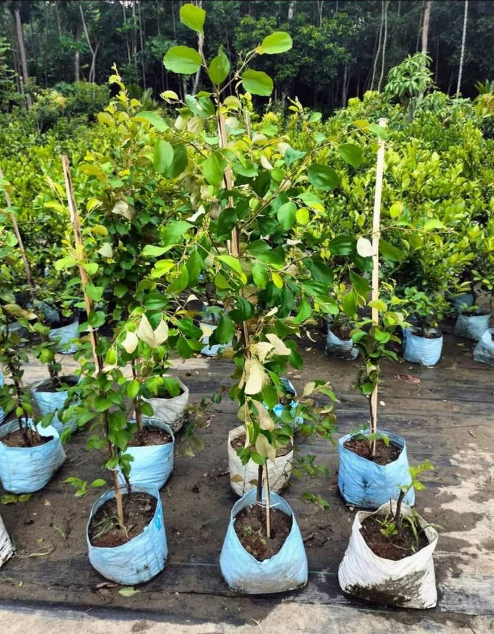 Thai Red Apple Ber (Grafted) - Image 2