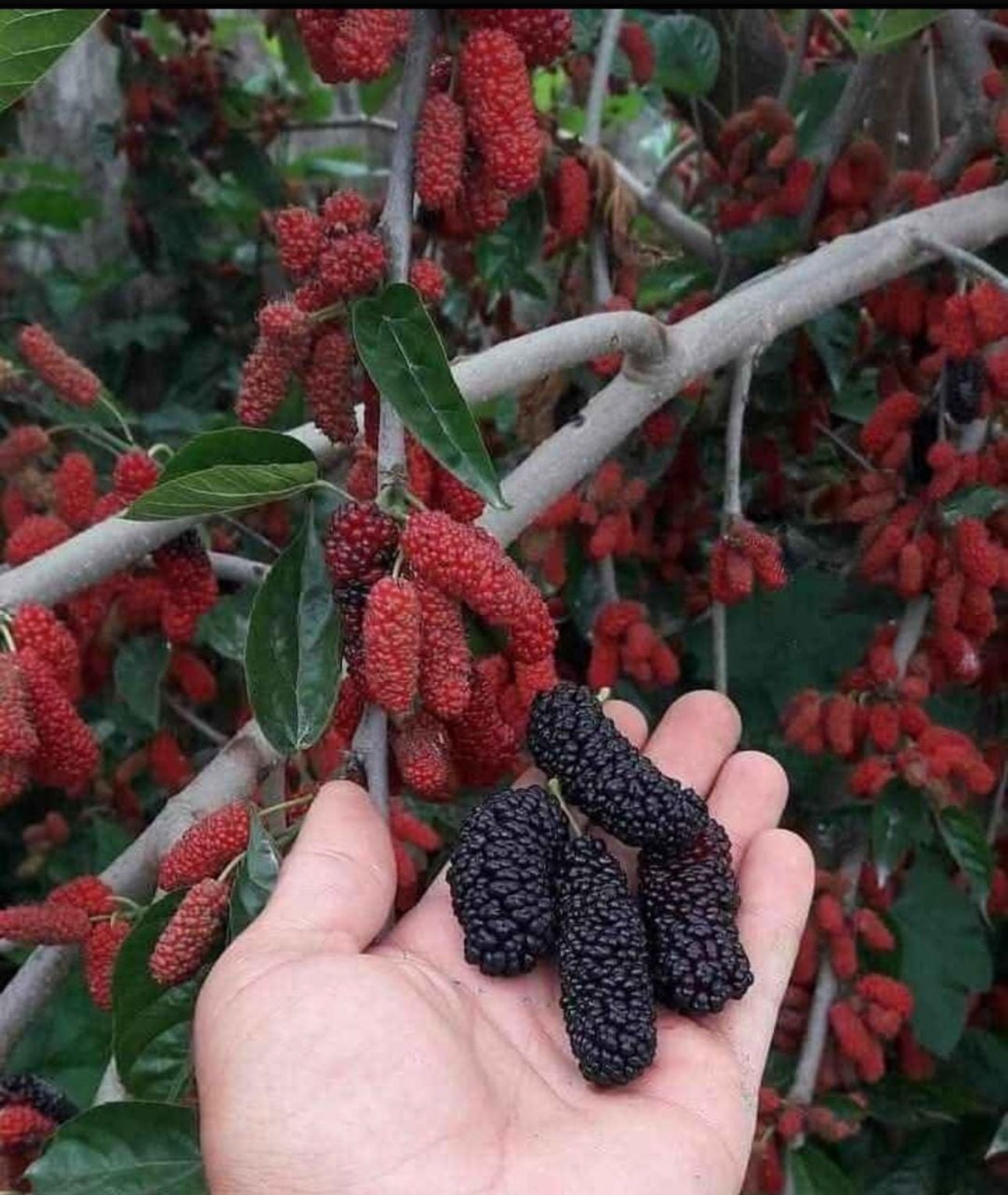 Persian Mulberry (Grafted)