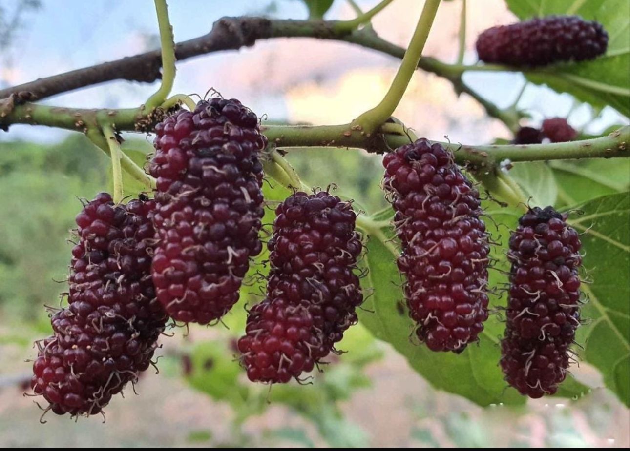 Persian Mulberry (Grafted) - Image 2