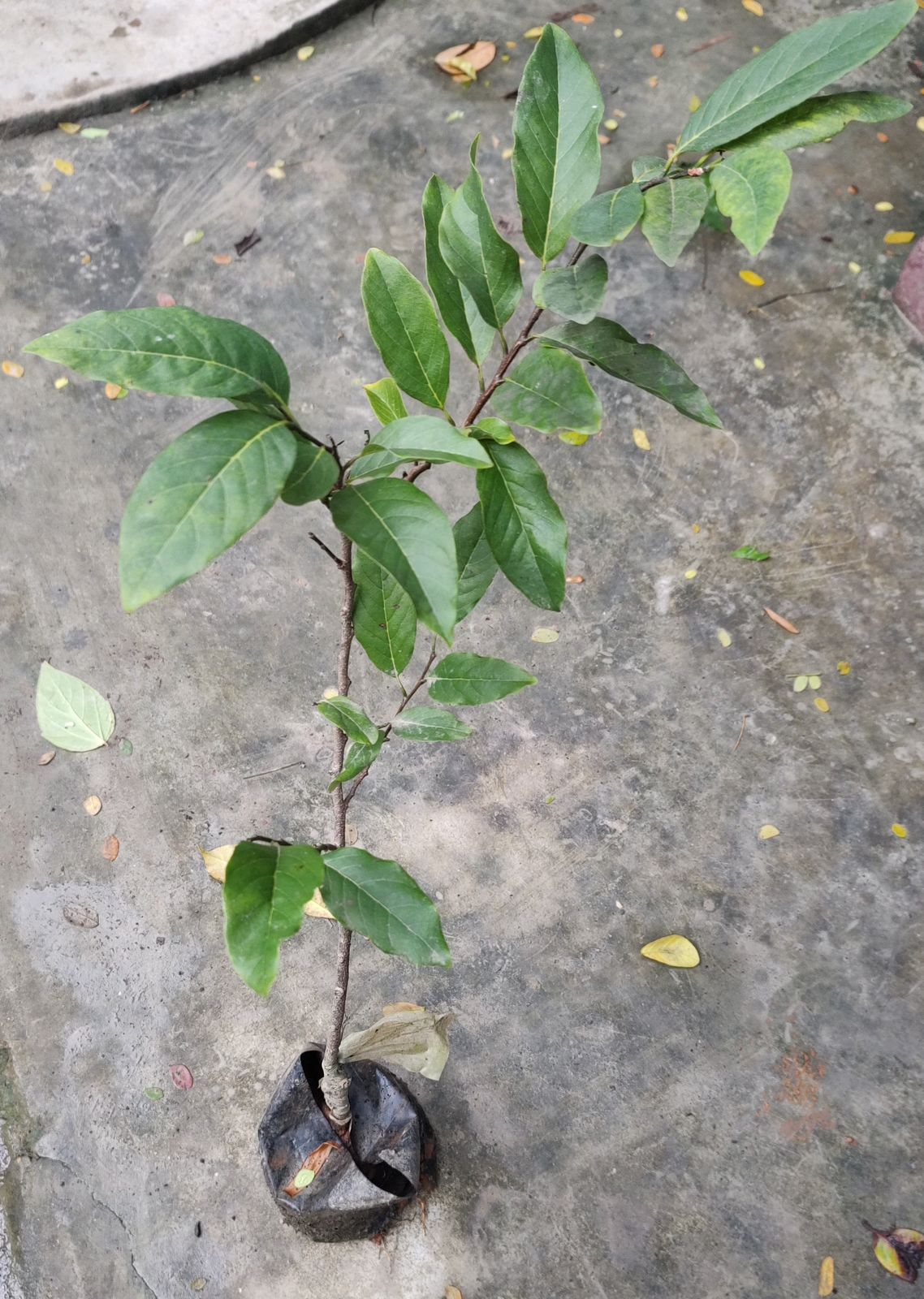 Red Custard Apple - Image 2