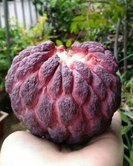 Red Custard Apple