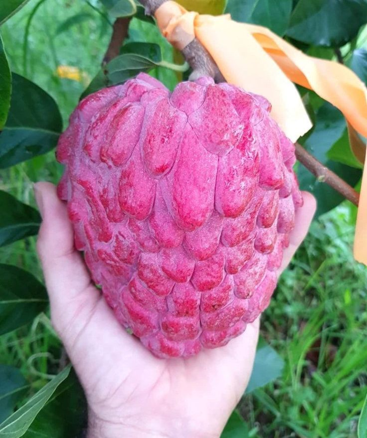 Red Custard Apple - Image 3
