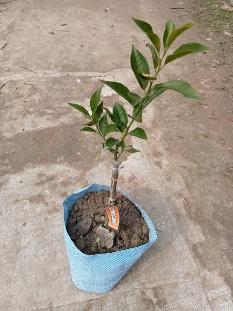 Orange Kinnow - Image 2