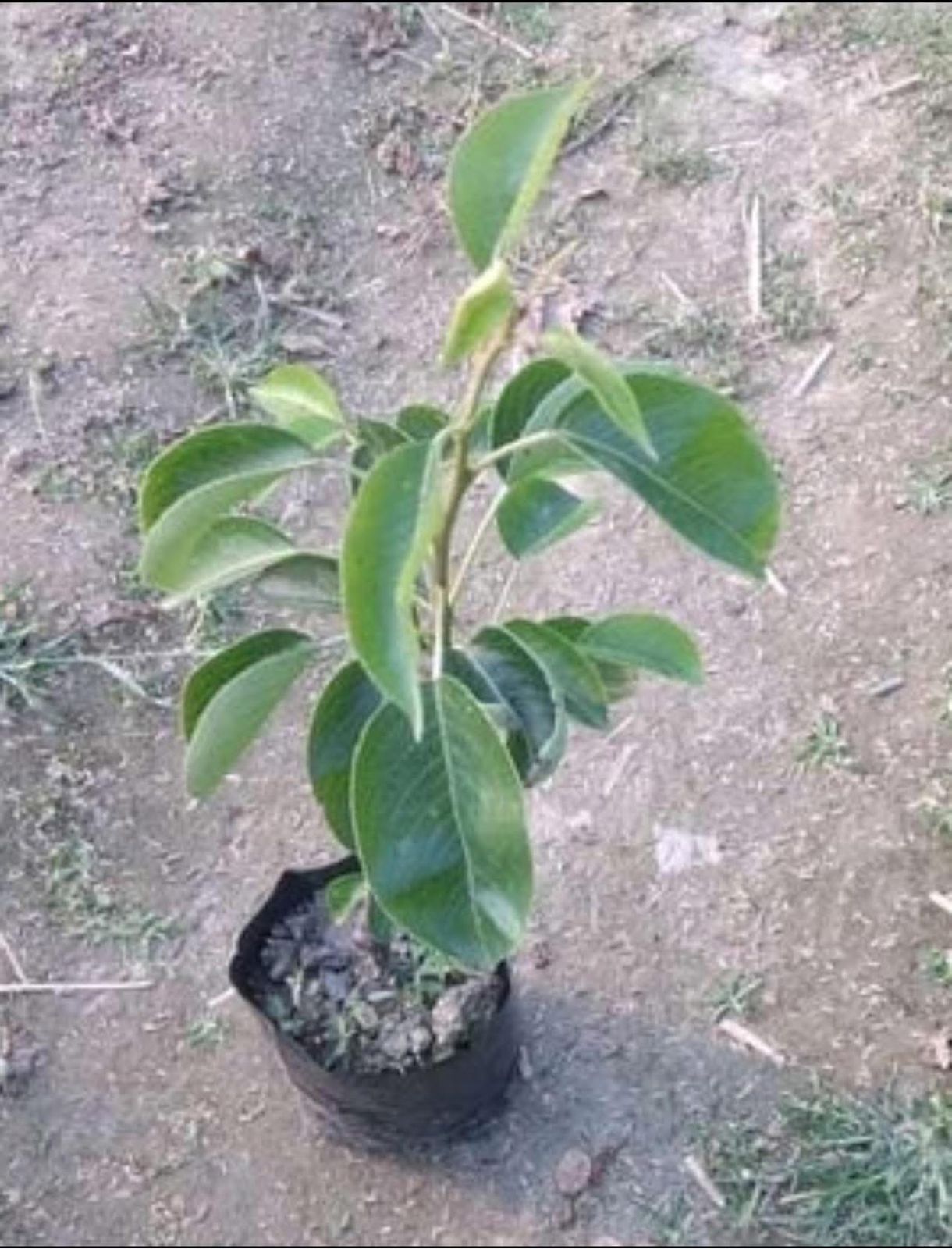 Pear (Grafted) - Image 2