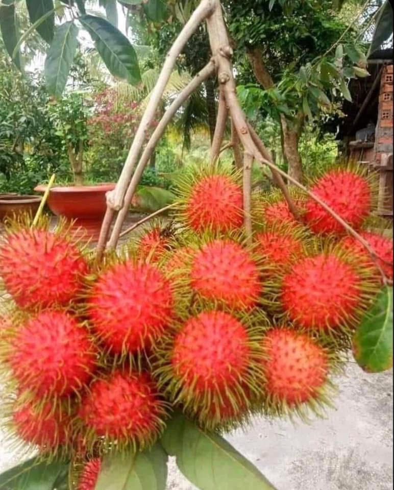Rambutan (Grafted) - Image 2