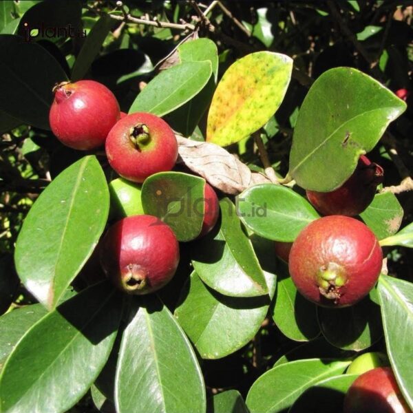 Previous Product Image