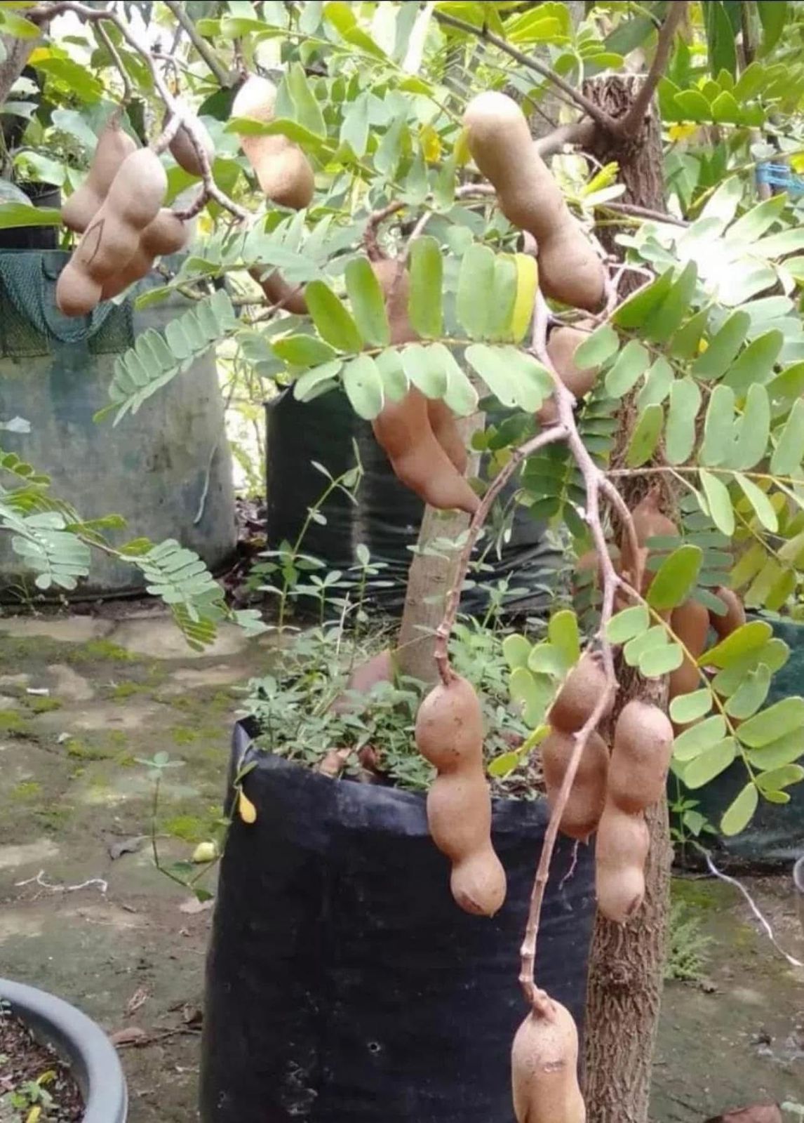 Sweet Tamarind (Grafted)